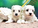 Maltese Terri̇er Yavrusu