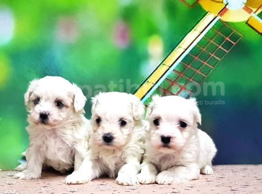 Maltese Terri̇er Yavrusu görsel