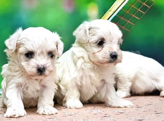 Maltese Terri̇er Yavrusu görsel