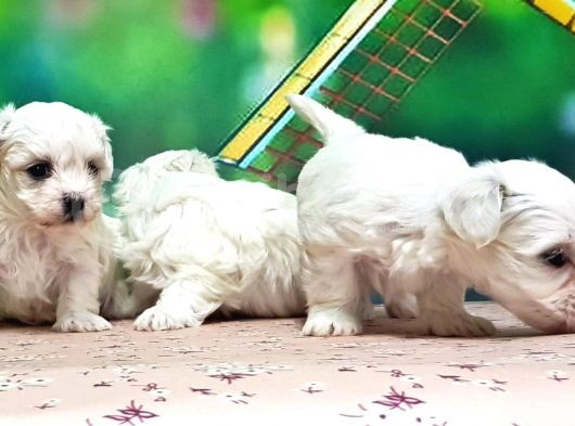 Maltese Terri̇er Yavrusu görsel