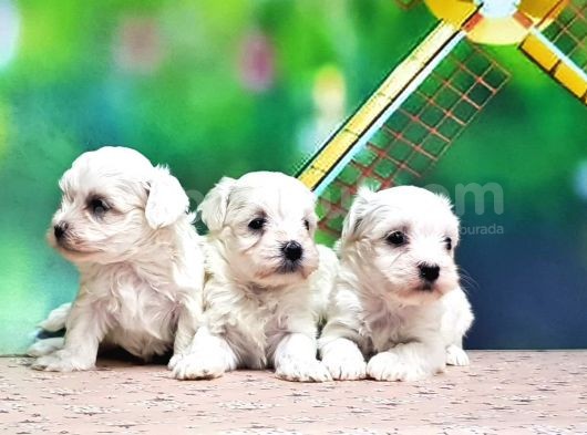 Maltese Terri̇er Yavrusu
