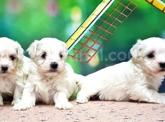 Maltese Terri̇er Yavrusu görsel