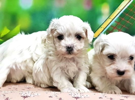 Maltese Terri̇er Yavrusu görsel