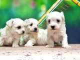 Maltese Terri̇er Yavrusu
