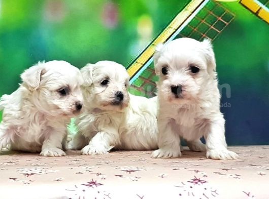 Maltese Terri̇er Yavrusu görsel