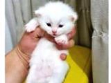 Scottish Longhair Acil
