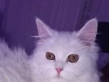 Scottish Longhair Acil