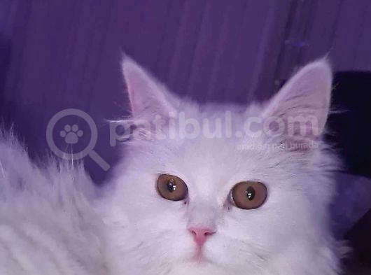 Scottish Longhair Acil görsel