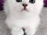 Scottish Longhair Acil