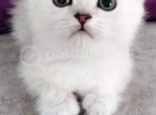 Scottish Longhair Acil