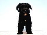 Türki̇ye De Tek Resmi̇ Üreti̇ci̇si̇nden Mi̇nyatür Schnauzer Yavrular