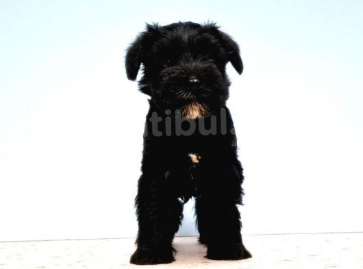 Türki̇ye De Tek Resmi̇ Üreti̇ci̇si̇nden Mi̇nyatür Schnauzer Yavrular görsel