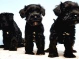 Türki̇ye De Tek Resmi̇ Üreti̇ci̇si̇nden Mi̇nyatür Schnauzer Yavrular