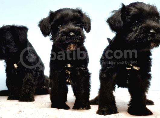Türki̇ye De Tek Resmi̇ Üreti̇ci̇si̇nden Mi̇nyatür Schnauzer Yavrular görsel