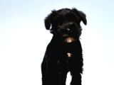 Türki̇ye De Tek Resmi̇ Üreti̇ci̇si̇nden Mi̇nyatür Schnauzer Yavrular