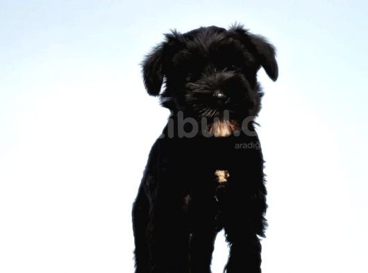 Türki̇ye De Tek Resmi̇ Üreti̇ci̇si̇nden Mi̇nyatür Schnauzer Yavrular görsel