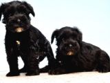 Türki̇ye De Tek Resmi̇ Üreti̇ci̇si̇nden Mi̇nyatür Schnauzer Yavrular