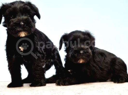 Türki̇ye De Tek Resmi̇ Üreti̇ci̇si̇nden Mi̇nyatür Schnauzer Yavrular görsel