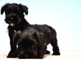 Türki̇ye De Tek Resmi̇ Üreti̇ci̇si̇nden Mi̇nyatür Schnauzer Yavrular