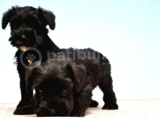 Türki̇ye De Tek Resmi̇ Üreti̇ci̇si̇nden Mi̇nyatür Schnauzer Yavrular görsel