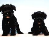 Türki̇ye De Tek Resmi̇ Üreti̇ci̇si̇nden Mi̇nyatür Schnauzer Yavrular