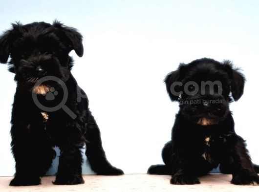 Türki̇ye De Tek Resmi̇ Üreti̇ci̇si̇nden Mi̇nyatür Schnauzer Yavrular