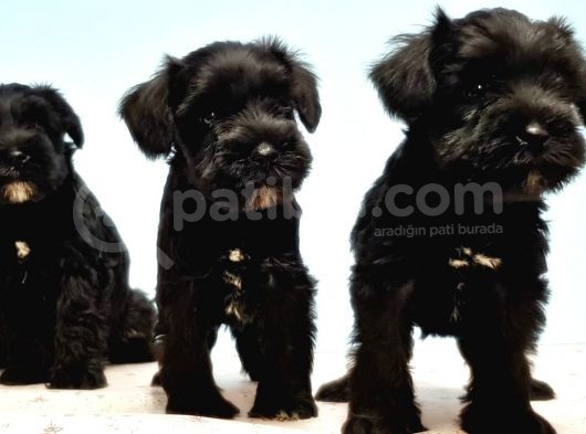 Türki̇ye De Tek Resmi̇ Üreti̇ci̇si̇nden Mi̇nyatür Schnauzer Yavrular görsel