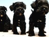 Türki̇ye De Tek Resmi̇ Üreti̇ci̇si̇nden Mi̇nyatür Schnauzer Yavrular