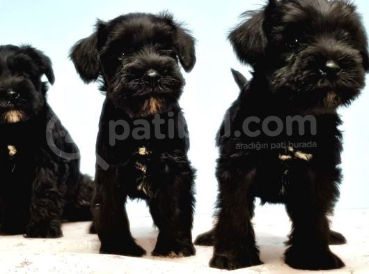 Türki̇ye De Tek Resmi̇ Üreti̇ci̇si̇nden Mi̇nyatür Schnauzer Yavrular görsel