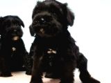 Türki̇ye De Tek Resmi̇ Üreti̇ci̇si̇nden Mi̇nyatür Schnauzer Yavrular