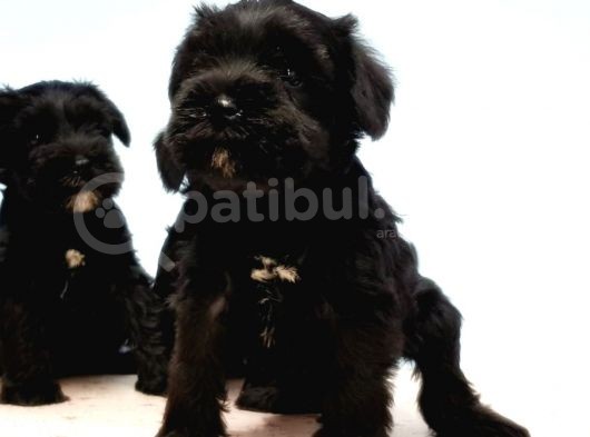 Türki̇ye De Tek Resmi̇ Üreti̇ci̇si̇nden Mi̇nyatür Schnauzer Yavrular görsel