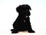 Türki̇ye De Tek Resmi̇ Üreti̇ci̇si̇nden Mi̇nyatür Schnauzer Yavrular