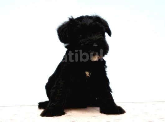 Türki̇ye De Tek Resmi̇ Üreti̇ci̇si̇nden Mi̇nyatür Schnauzer Yavrular görsel
