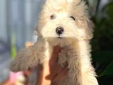 Maltipoo Kızım