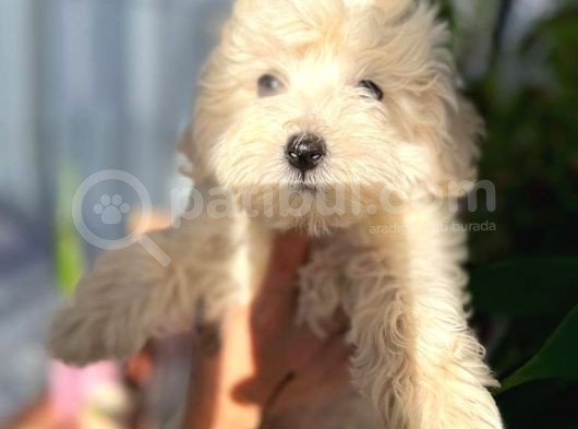 Maltipoo Kızım görsel