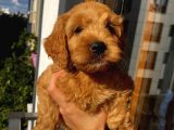 Ev Ortaminda Erkek Cavapoo Yavrularimiz