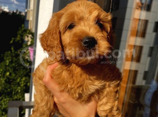 Ev Ortaminda Erkek Cavapoo Yavrularimiz