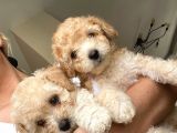 Toy poodle  Ve Malti̇po
