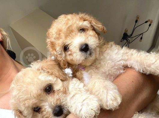 Toy Poodle  Ve Malti̇po