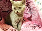 Safkan British Shorthair Yavrumuz