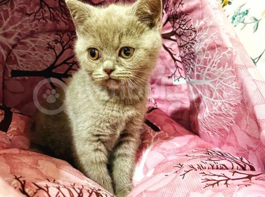 Safkan British Shorthair Yavrumuz görsel