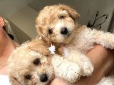 Toy Poodle  Ve Malti̇po