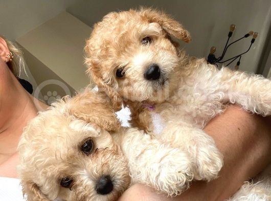 Toy Poodle  Ve Malti̇po görsel