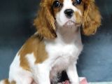 Cavalier King Charles Yavru