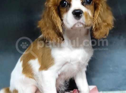 Cavalier King Charles Yavru görsel