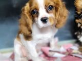 Cavalier King Charles Yavru