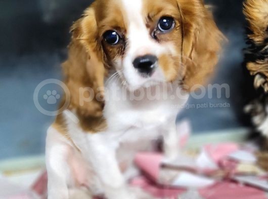Cavalier King Charles Yavru