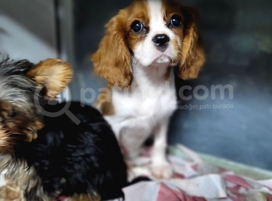 Cavalier King Charles Yavru görsel