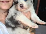 Border Collie Yavrular (Bursa Köpek Okulu)