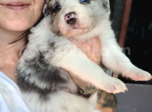 Border Collie Yavrular (Bursa Köpek Okulu) görsel